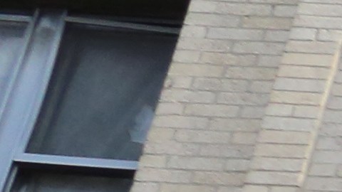 Edificio localizado en el 750 de la Grand Concourse en el Bronx, donde Braulio Balbuena contrajo leptospirosis.