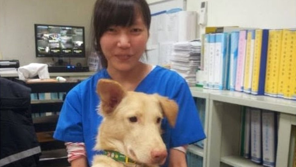 Sacrificó a cientos de perros, pero no pudo con su tristeza y se suicidó con el mismo fármaco