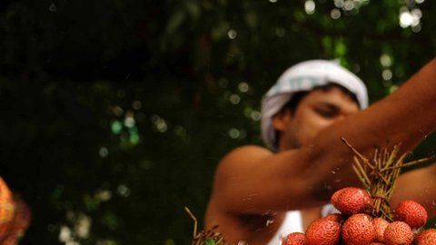 lichi