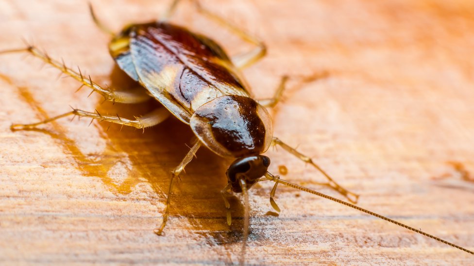 La mujer que pasó varios días con una cucaracha viva dentro de la cabeza