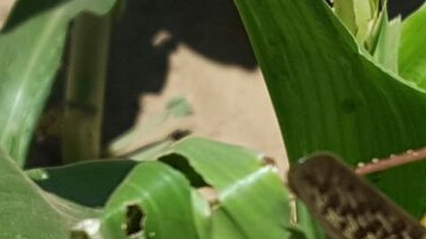 langosta