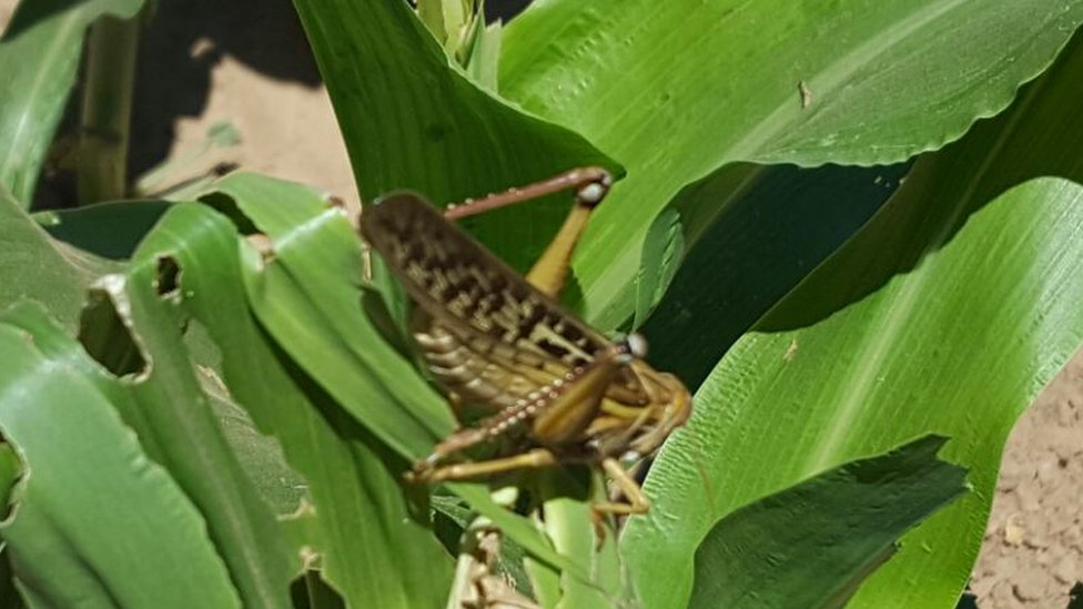 Plaga de langostas mantiene en emergencia una zona de Bolivia