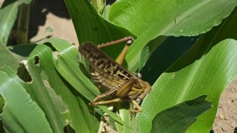 langosta