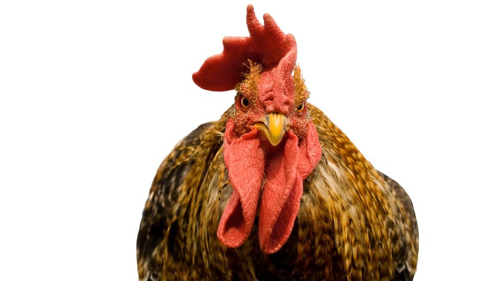 La búsqueda del elixir para hacer a los hombres más viriles