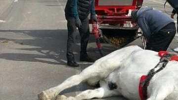 Las fotografías del caballo fueron distribuidas por activistas.
