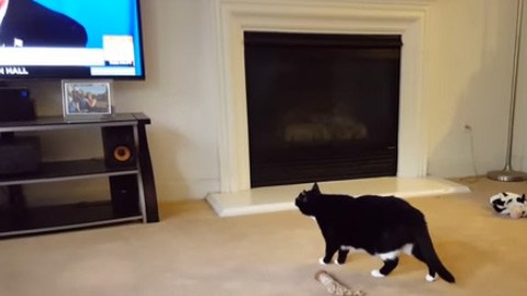 El felino quedó pretrificado ante la imagen de Trump. (CEl felino quedó pretrificado ante la imagen de Trump. (Captura / YouTube)aptura / YouTube)