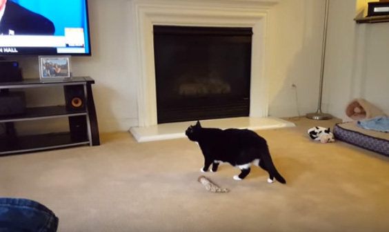 Video: El gato al que Donald Trump aterroriza