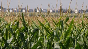 México es uno de los principales compradores de maíz de los EEUU.