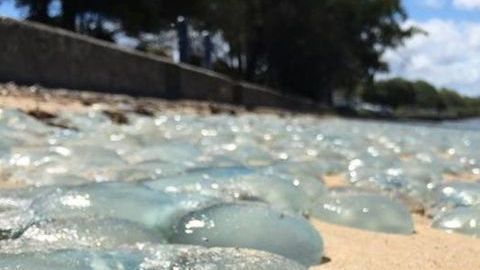 medusas
