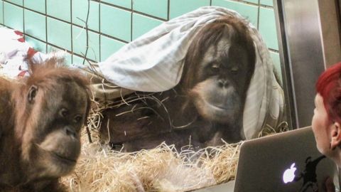 orangutanes tinder