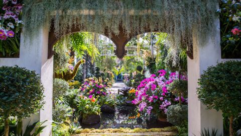 orquideas-nybg