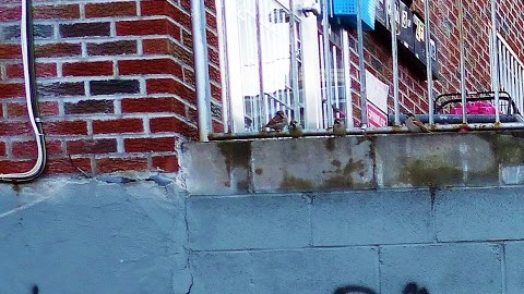 La guerra de pandillas se extiende por NY