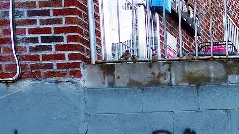 La guerra de pandillas se extiende por NY