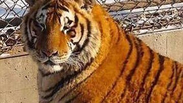 tigre obeso