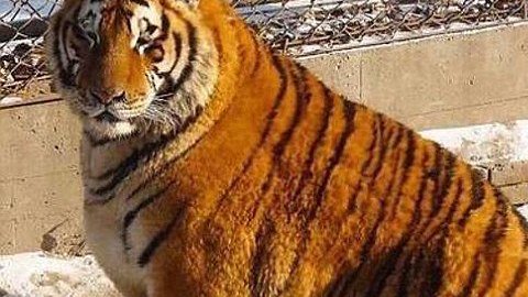tigre obeso