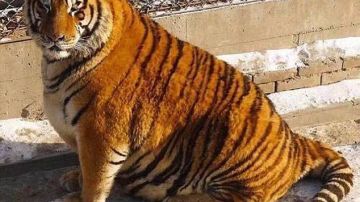 tigre obeso