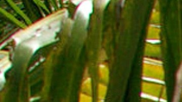 "El Gallo de la Salsa" dará un concierto en homenaje al mes del amor. /Archivo