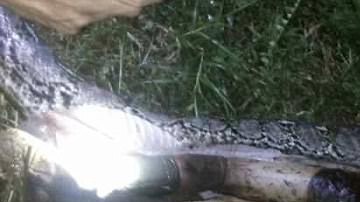 El hallazgo se reportó en Indonesia.