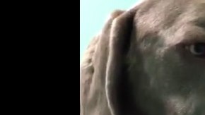 El perro se tambalea por el efecto de la marihuana.