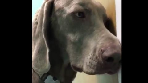 El perro se tambalea por el efecto de la marihuana.