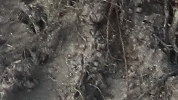 La construcción del muro costará más de 20,000 millones de dólares.