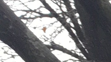 Make the Road pide al gobernador Cuomo y al Senado Estatal que proteja a los indocumentados con leyes y acciones