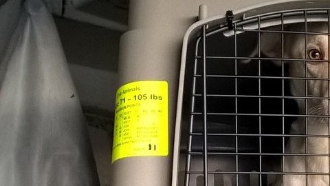 La jaula donde viajaba el perro tenía un doble fondo con la droga.