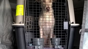 La jaula donde viajaba el perro tenía un doble fondo con la droga.
