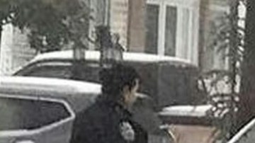 Los dos animales fueron vistos vagando en medio de la tormenta Stella