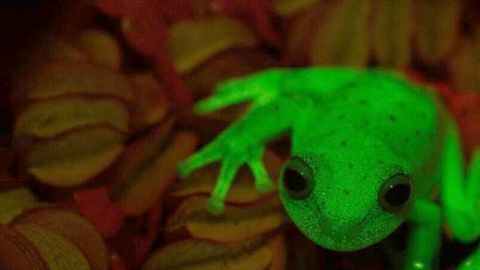 rana fluorescente