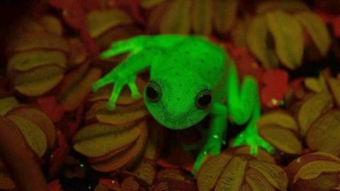 rana fluorescente
