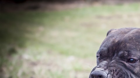 Staffordshire bull terrier