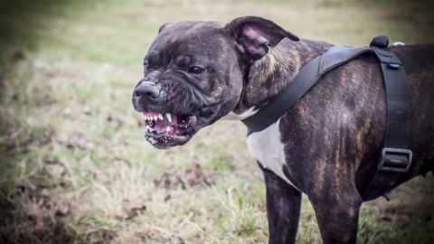 Staffordshire bull terrier