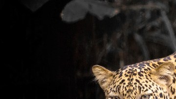 Leopardo