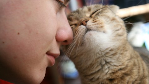 gato amoroso