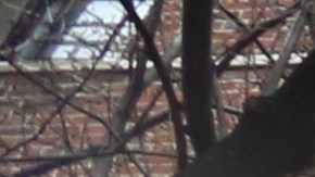 Inquilinos se quejan de no tener gas para cocinar desde Junio de 2016 en el edificio 1777 Grand Concouse de El Bronx.