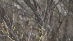 DOT Nicole Garcia y Concejal Juilssa Ferreras anuncian nuevas renovaciones para la serguridad peatonal para Astoria Blvd. en Corona, Queens.