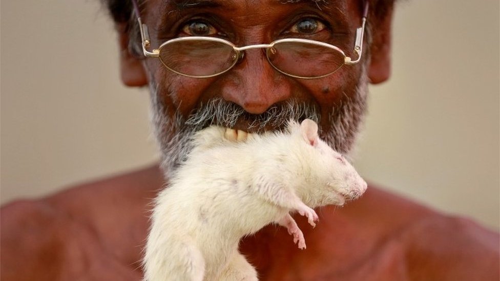 Agricultores mastican ratones para denunciar la miseria en que viven