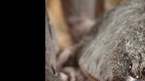 arana baja california