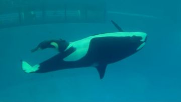 nacimiento orca
