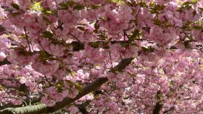 Los cerezos, sakura en japonés, solo están en flor dos semanas.