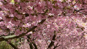 Los cerezos, sakura en japonés, solo están en flor dos semanas.
