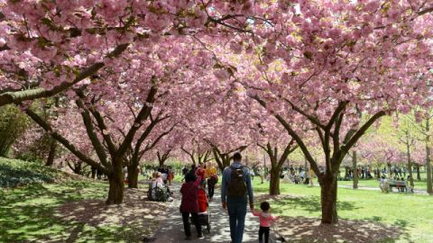 Los cerezos, sakura en japonés, solo están en flor dos semanas.