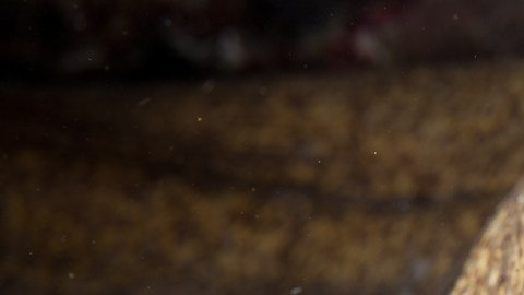anguila