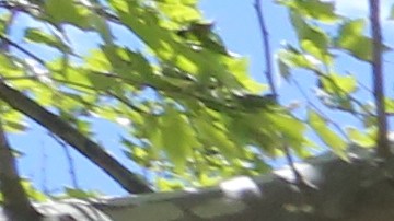 Padre Emerson Pacheco, de Chile, con su hijo, Emercito. Escuela 58 en Queens, donde la semana pasada, agentes de los inmigracion se les denego la entrada para la busqueda de un estudiante de 4to. grado.