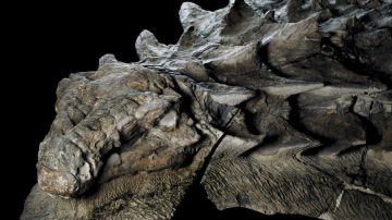 Los expertos han quedado fascinados por lo intacto que fue hallado el nodosaurus, aunque solo pudieron rescatar la mitad del fósil.