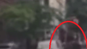 Un caballo escapó de Central Park y recorrió varias calles del centro de Manhattan.