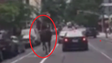 Un caballo escapó de Central Park y recorrió varias calles del centro de Manhattan.