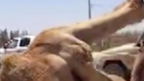 La escena fue captada en una carretera de Emiratos Arabes.