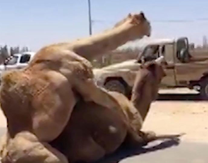 La escena fue captada en una carretera de Emiratos Arabes.
